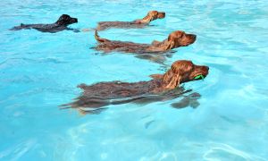 Dogs in swimming pool